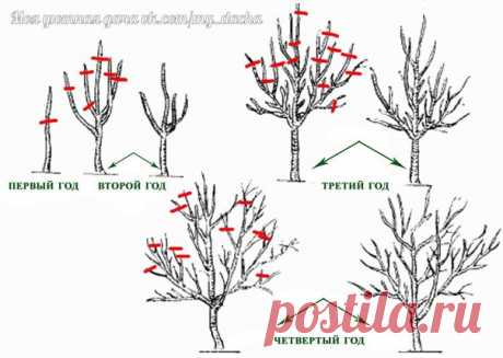Обрезка плодовых деревьев
