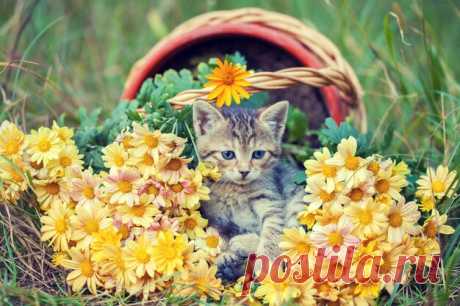 Милый котенок расслабляющий на открытом воздухе в цветах в саду | Премиум Фото