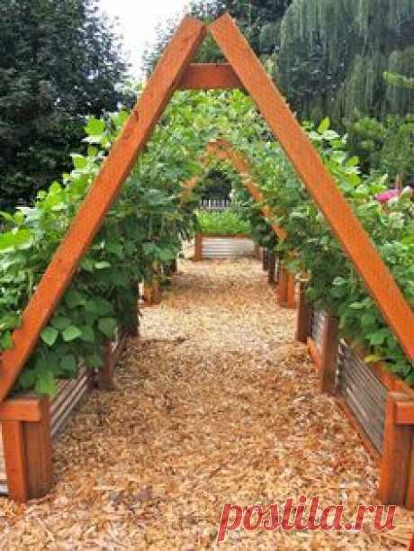 Green Bean Teepees. This is amazing! What a great idea for some serious green bean growing. This would also work for strawberries, peas, grapes and possibly squash varieties. Basically, anything that can grow vertically!!
