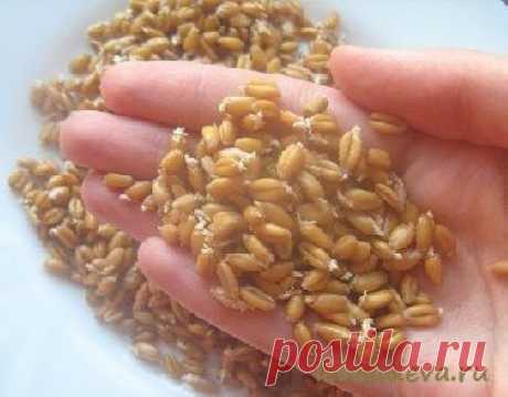Омоложение с помощью проросших зёрен пшеницы, овса или ржи | Дева-Лебедь