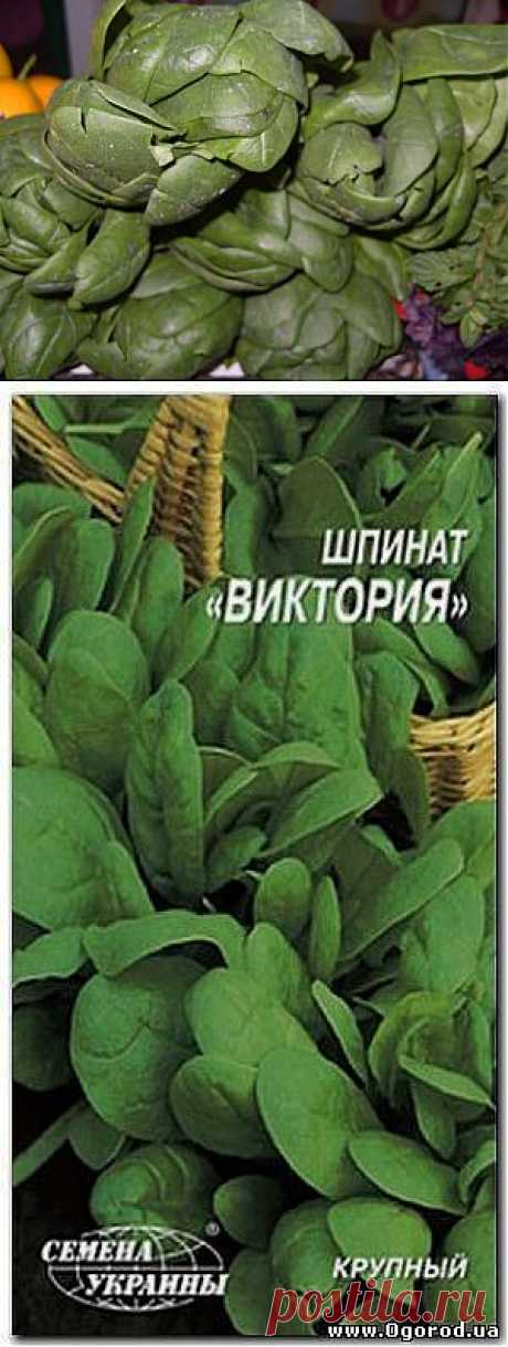 Шпинат — культивируемое овощное, лекарственное, декоративное растение. В диетическом питании употребляют молодые листья (щи, витаминные салаты, соусы, гарнир, пюре, сок), которые усиливают перестальтику кишечника, оказывают легкое слабительное, капилляроукрепляющее, противосклеротичное, противовоспалительное, противоанемичное действие, полезны при ожирении. Противопоказаны при почечно-каменной болезни, нефритах, подагре, заболеваниях печени, желчного пузыря, поджелудочной железы.