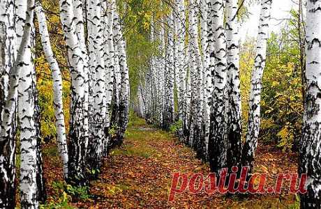 masha.selisheva — «Осенние березы» на Яндекс.Фотках