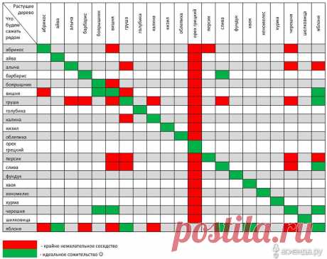 Таблица совместимости деревьев и кустарников: Группа Плодовые деревья и кустарники