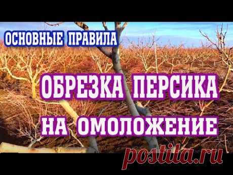 СЕКРЕТЫ обрезки персика на омоложение! / secrets of pruning peach for rejuvenation