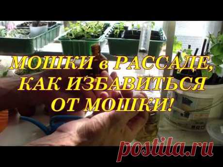 МОШКИ на РАССАДЕ?? Есть выход! - YouTube