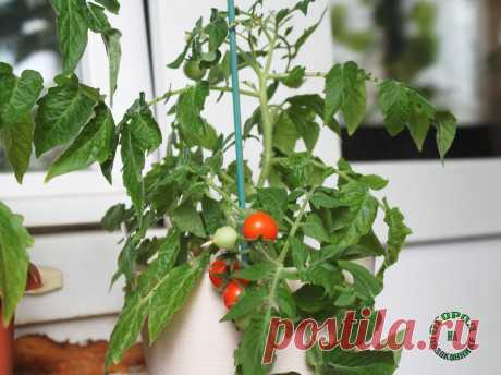 5 сортов томатов, которые отлично растут в домашних условиях и не занимают много места | Огород на подоконнике | Яндекс Дзен