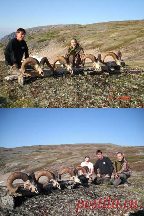 Hunting 2014 Amur brown bear report (part one) | Sergey Outfitter