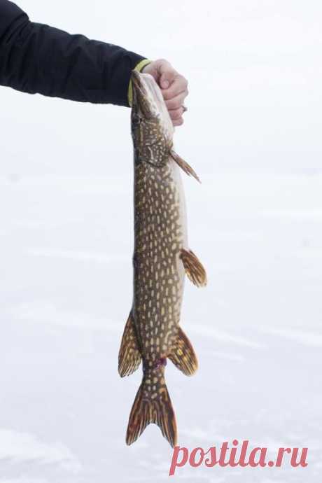Ловля щуки по первому льду. Где искать щуку. На что ловить | Рыболовный.Сайт | Всё о рыбалке | Яндекс Дзен