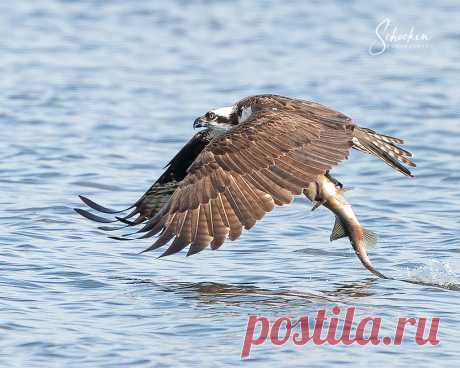 Osprey Gets a Fish Photographed in Palm Harbor, Florida