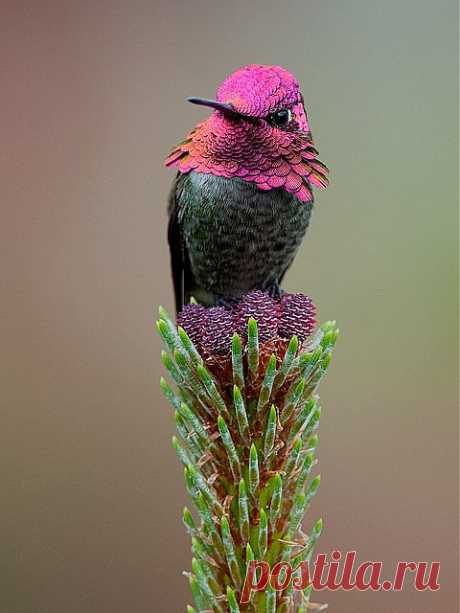 Perfect little Bird | Flickr - Photo Sharing!