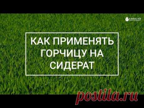 Как применять горчицу на сидерат в огороде и ее посев? | Agrolife.ua "Вы спрашиваете, мы отвечаем"