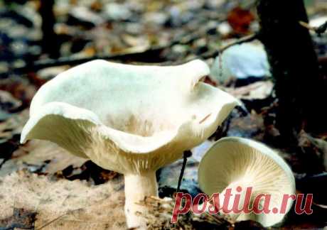 Clitocybe odora, Говорушка анисовая