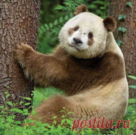 Кизай (Qizai) - уникальная и единственная коричневая панда в мире 😳 ☝Единственный в своем роде медведь проживает в природном парке Qingling Mountains в центральной части Китая. Он весит 100 кг и кушает ежедневно около 20 кг бамбука 🌾