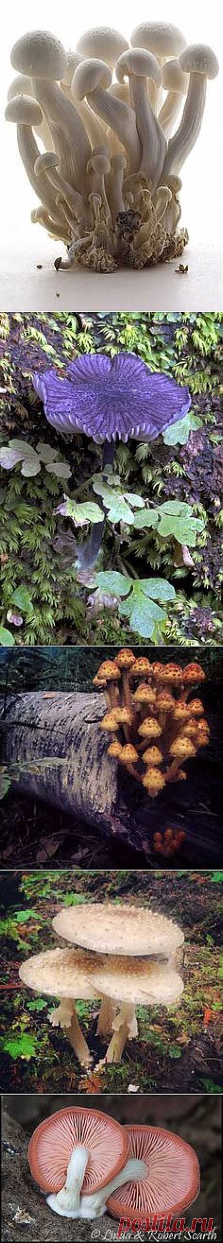 Paddenstoelen