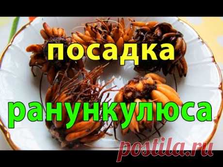 Посадка клубней ранункулюса. Это очень просто !