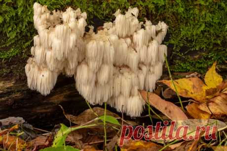 Какие грибы собирать в жаркую погоду без дождя. Фото — Ботаничка