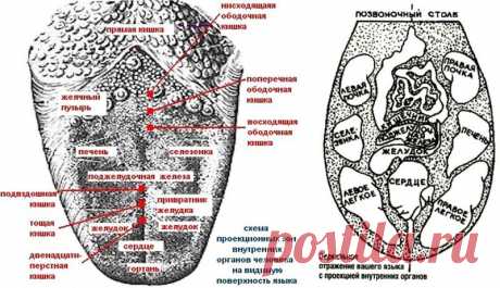 Проверьте себя! Язык расскажет о проблемах в организме