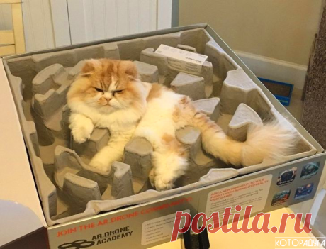 "Первый закон котодинамики: коробка должна быть заполнена котом без остатка!" Смешные котики | Которадуга | Яндекс Дзен