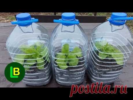 Выращивание овощей на террасе: как сделать простую мини-теплицу из пластиковых бутылок