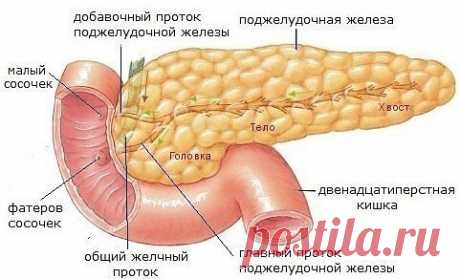 ОЧИЩАЕМ ПОДЖЕЛУДОЧНУЮ ЖЕЛЕЗУ
Поджелудочная железа - орган смешанной секреции, расположенный в брюшной полости слева под желудком. Наиболее часто в поджелудочной железе развивается воспалительный процесс, который может иметь как острое, так и хроническое течение.
При хроническом панкреатите нужно соблюдать строгую диету: каши на воде или молоке, наполовину разбавленном водой, вареные овощи, ненасыщенные бульоны, разбавленные некислые соки (яблочный, мандариновый), нежирное ...