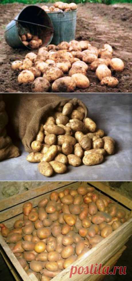 (+1) тема - Как хранить картошку. Условия хранения картофеля | 6 соток