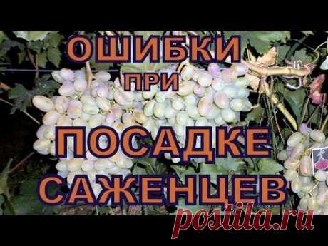 ВИНОГРАД ОШИБКИ ПРИ ПОСАДКЕ САЖЕНЦЕВ - YouTube