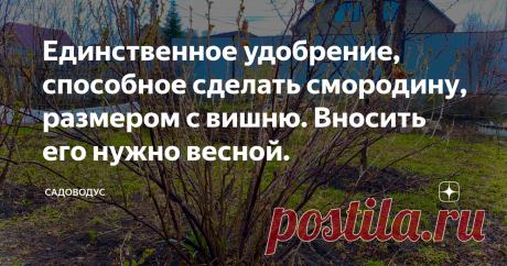 Единственное удобрение, способное сделать смородину, размером с вишню. Вносить его нужно весной. Овощи и зелень это конечно хорошо, но иногда хочется чего либо сладкого, ну либо кисло-сладкого. Именно поэтому, в огороде абсолютно любого дачника растут ягоды. Многие из садоводом предпочитают садить смородину, ведь она не является слишком требовательной и растёт в более менее больших количествах, что даёт возможность делать из неё варенье и компоты. Однако, кусты этих ягод можно сделать в разы