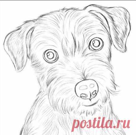 Рисуем собаку карандашом: джек рассел терьер — Сделай сам, идеи для творчества - DIY Ideas