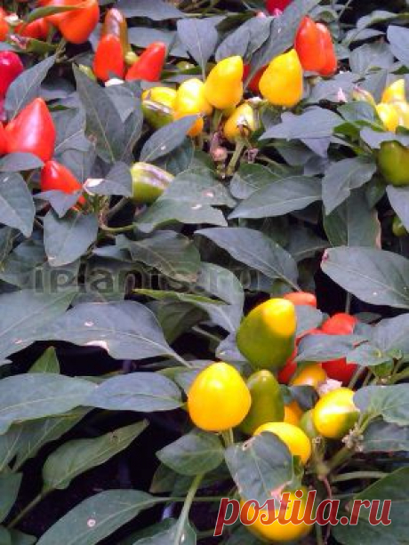 Стручковый перец Capsicum - Комнатные растения и цветы