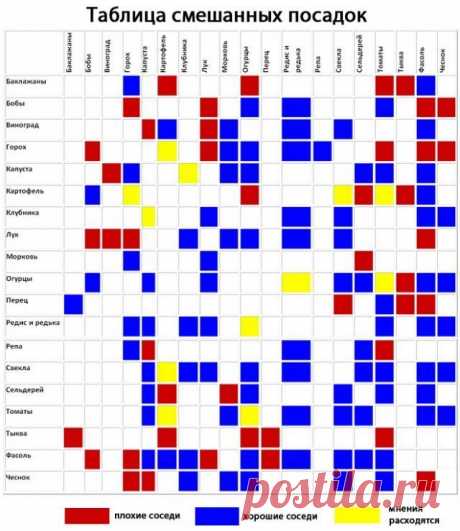 Смешанные посадки: выбираем лучших соседей для растений | Все о грядках (Огород.ru)