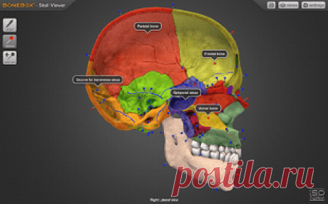 Сборник 3D атласов по анатомии человека (1 часть)