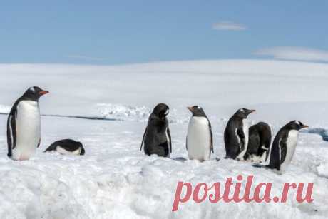 Императорские пингвины перестали размножаться в Антарктиде Императорские пингвины в Антарктиде перестали заводить потомство, ученые бьют тревогу, сообщает «МИР 24».Исследователи проанализировали спутниковые снимки Антарктиды. На них видно, что площадь льдов сократилась. Из-за этого в четырех из пяти крупных колоний пингвинов нет потомства....