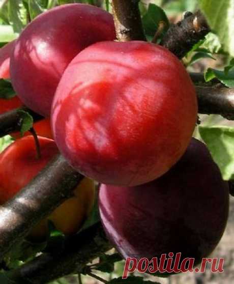Даликатная - Питомник плодово-ягодных культур ElitSad