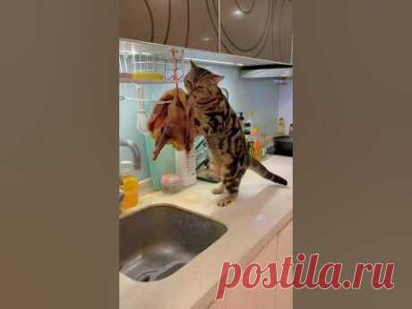 Смешные проделки котов на кухне довели до истерики🤣 Подборка угарных моментов про животных😹 #котик
