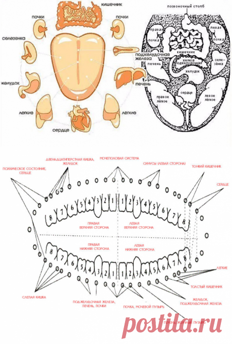 Как связаны зубы и внутренние органы согласно древней китайской