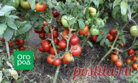 Штамбовые томаты для открытого грунта: 20 проверенных сортов | На грядке (Огород.ru)