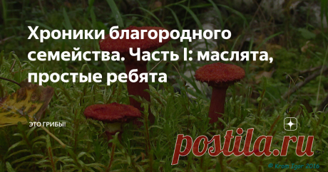 Хроники благородного семейства. Часть I: маслята, простые ребята Подосиновики и маслята, боровики и полубелые... Большой грибной сезон, сезон трубчатых, взял центр России в полукольцо - окружение вот-вот замкнется, и мы будем вынуждены сдаться на милость победителя. Но пока весеннее безгрибье сопротивляется из последних сил, есть время обсудить самые животрепещущие вопросы грибного искусства. Потому что дальше, коллеги, начнется одна сплошная практика. В старое время мне б...