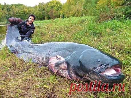 Вот это Рыбалка !!! Если не трудно нажмите КЛАСС !!!