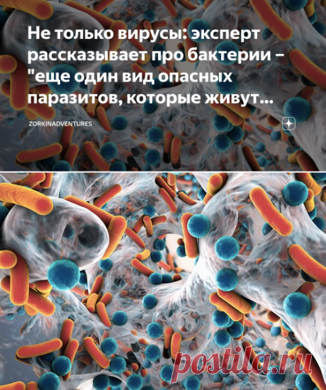 Не только вирусы: эксперт рассказывает про бактерии – "еще один вид опасных паразитов, которые живут рядом с нами" | zorkinadventures | Яндекс Дзен