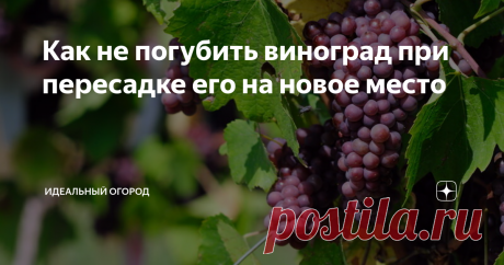 Как не погубить виноград при пересадке его на новое место Хотите узнать, как пересаживать виноград правильно? Читайте