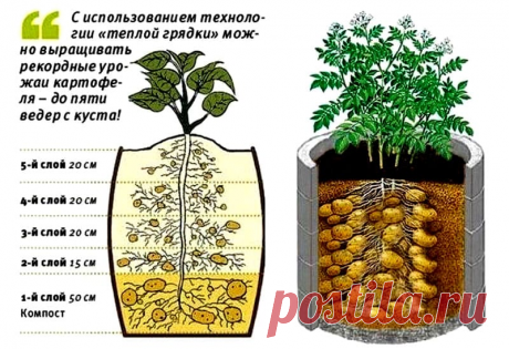 Картофельное поле в бочке: минимум места и максимум урожая | Новгородский строитель | Яндекс Дзен