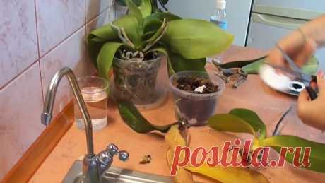 Реанимация орхидеи. Один из способов. orchid rehabilitation