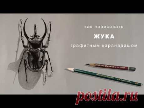 как нарисовать жука карандашом how to draw a beetle with a pencil