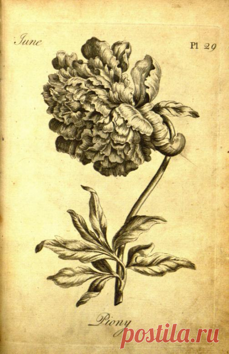 The florist :containing sixty plates of the most beautiful flowers regularly disposed in their succession of blowing. To which is added an accurate description of their colours with instructions for drawing and painting according to nature : being a new work intended for the use & amusement of gentlemen and ladies delighting in that art. : Sayer, Robert. : Free Download, Borrow, and Streaming : Internet Archive
