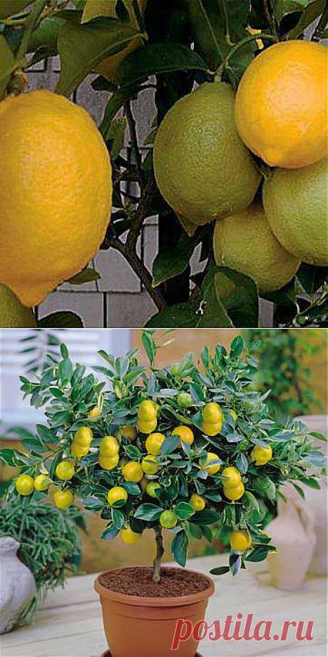 Выращивание лимона дома - описание, размножение, уход, посадка, , применение в саду, сорта и виды