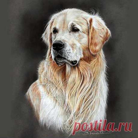 Golden Retriever Dog Diamond Art Painting Kit STRESS RELIEF ON A CANVAS New to Diamond Painting and just starting out?   Are you a seasoned Diamond Painting pro looking for new designs and a better customer experience? Diamond Art Gifts has what you need:   Each of our premium quality Diamond Painting Kits comes in 2 to 4 different sizes. We have smaller sizes per