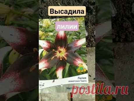 Ах, какие красавицы. Лилии Подарок Лешика❤🌸❤🌸❤🌸❤🌸❤🌸