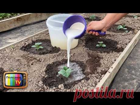 Cucumbers will grow in a moment! Just pour this over the cucumber shoots