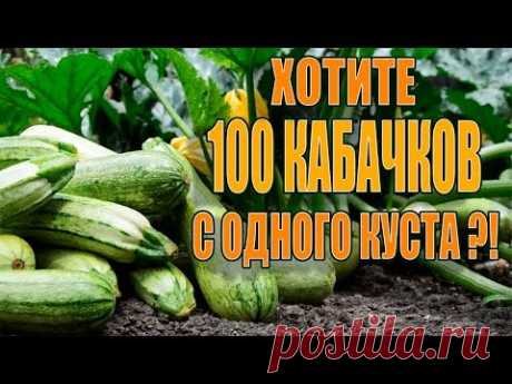 100 КАБАЧКОВ С ОДНОГО КУСТА ЕСЛИ СДЕЛАТЬ ЭТО!!!