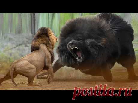 Животные, Которые в 100 Раз Сильнее Льва - YouTube